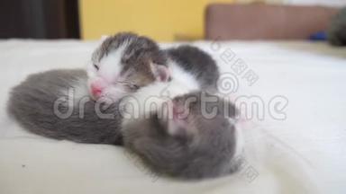 搞笑视频两只宠物可爱新生小猫睡觉团队在床上.. 宠物概念宠物概念。 生活方式小宠物